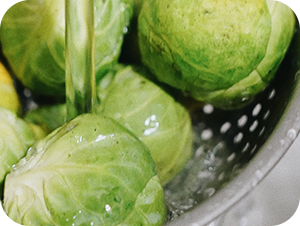 キャベツ